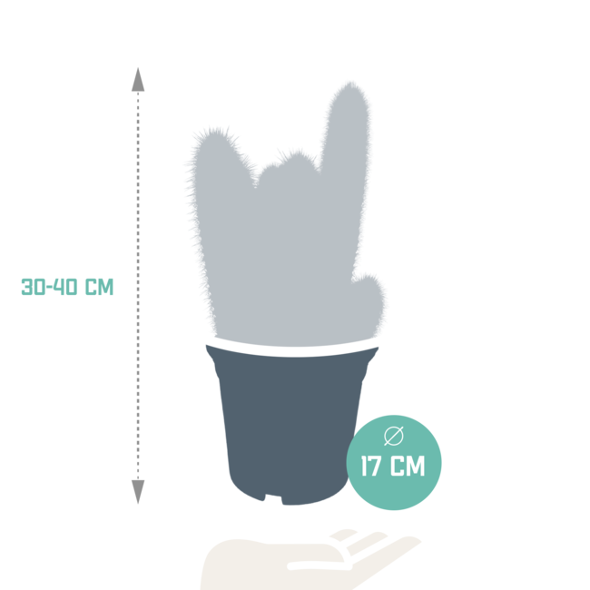 Vatricania guentheri 17 cm - zonder pot