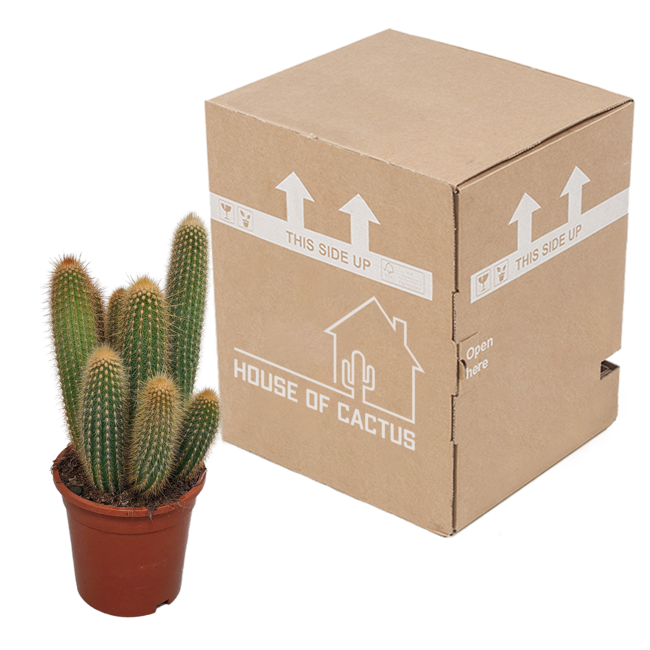 Vatricania guentheri 17 cm - zonder pot