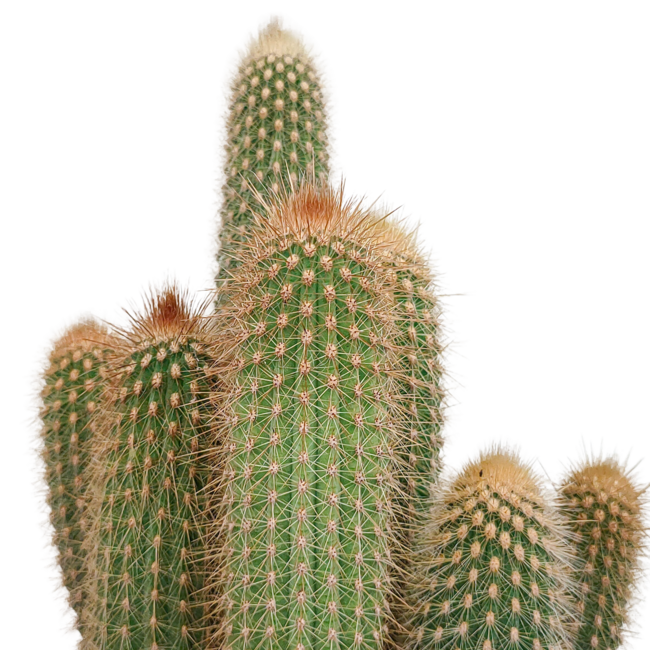 Vatricania guentheri 17 cm - zonder pot