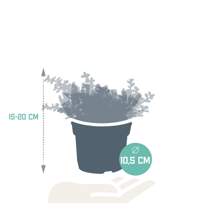 Crassula mix 10,5 cm - 3x - zonder pot