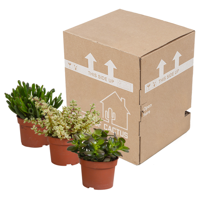 Crassula mix 10,5 cm - 3x - zonder pot