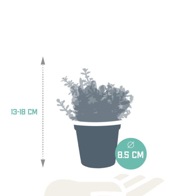 Crassula mix 8.5 cm - 3x - zonder pot