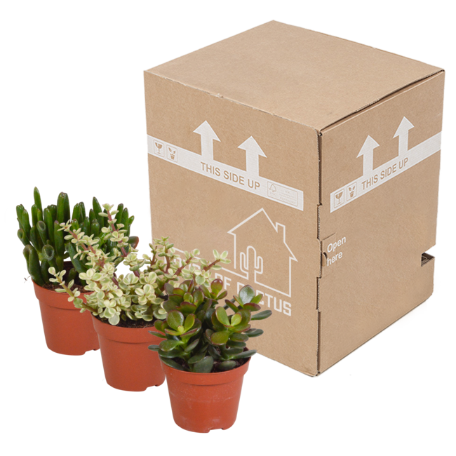 Crassula mix 8.5 cm - 3x - zonder pot
