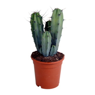 Myrtillocactus geometrizans 17 cm - zonder pot