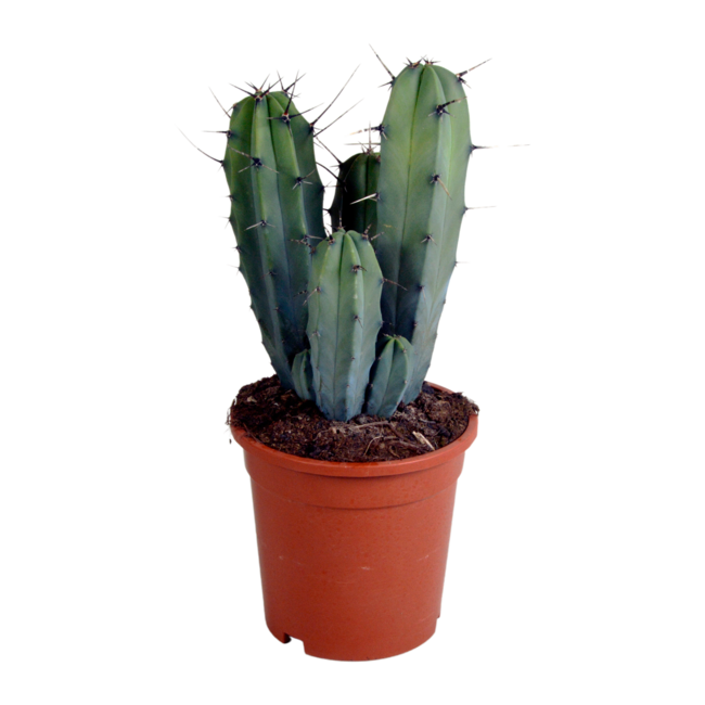 Myrtillocactus geometrizans 17 cm - zonder pot