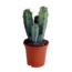 Myrtillocactus geometrizans 17 cm - zonder pot