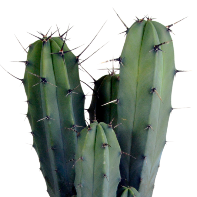 Myrtillocactus geometrizans 17 cm - zonder pot