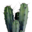 Myrtillocactus geometrizans 17 cm - zonder pot