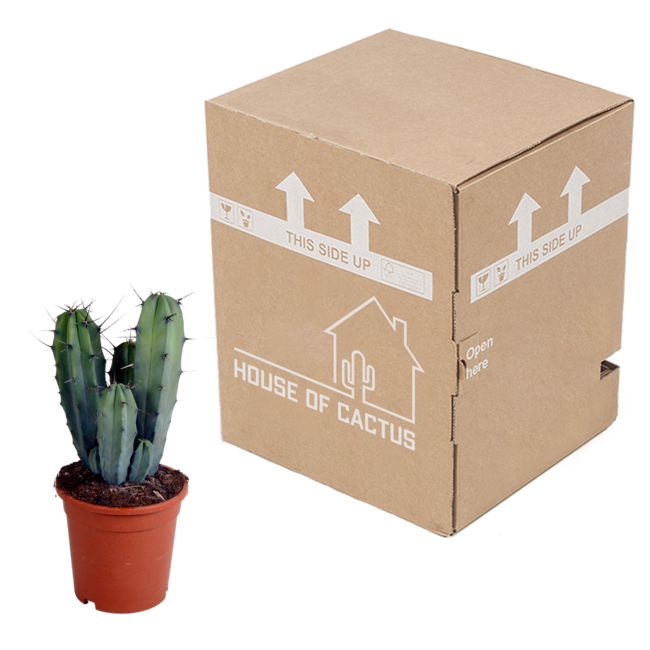 Myrtillocactus geometrizans 17 cm - zonder pot