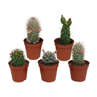 Cactus mix 5.5 cm - zonder pot bloeiend - 5x