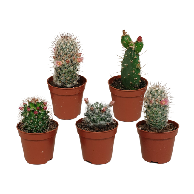 Cactus mix 5.5 cm - zonder pot bloeiend - 5x