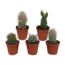 Cactus mix 5.5 cm - zonder pot bloeiend - 5x