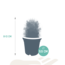 Cactus mix 5.5 cm - zonder pot bloeiend - 5x