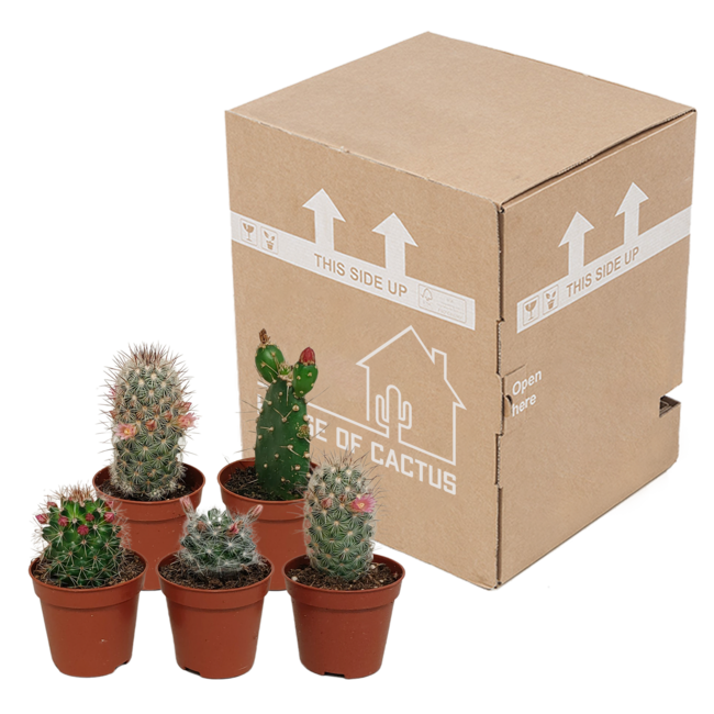 Cactus mix 5.5 cm - zonder pot bloeiend - 5x
