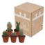 Cactus mix 5.5 cm - zonder pot bloeiend - 5x