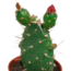 Cactus mix 5.5 cm - zonder pot bloeiend - 5x