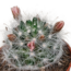 Cactus mix 5.5 cm - zonder pot bloeiend - 5x