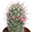 Cactus mix 5.5 cm - zonder pot bloeiend - 5x