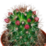 Cactus mix 5.5 cm - zonder pot bloeiend - 5x