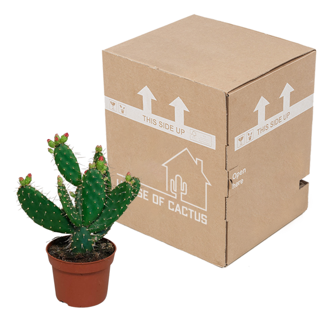 Opuntia quitensis 12 cm