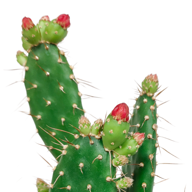 Opuntia quitensis 12 cm