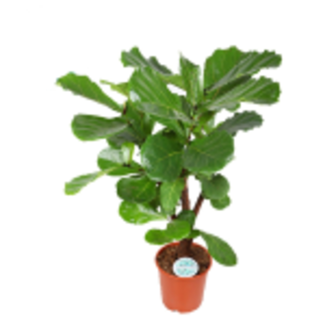 Ficus Lyrata (vertakt)
