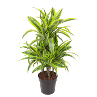 Dracaena Lemon Lime