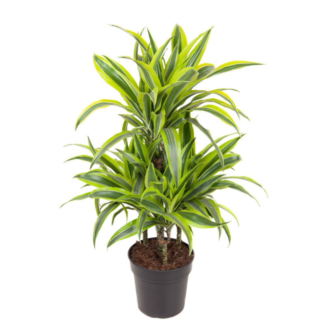 Dracaena Lemon Lime