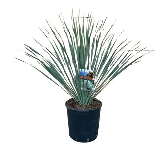 Yucca rostrata