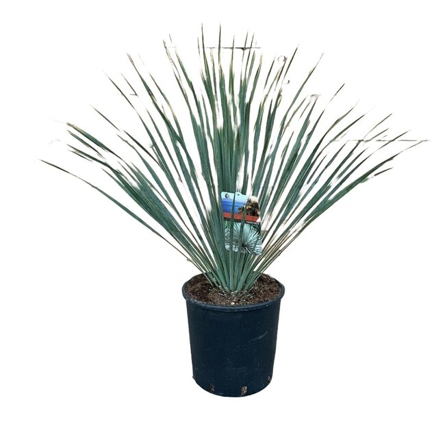 Yucca rostrata