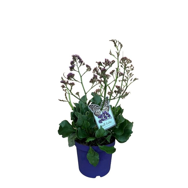 Limonium salt lake