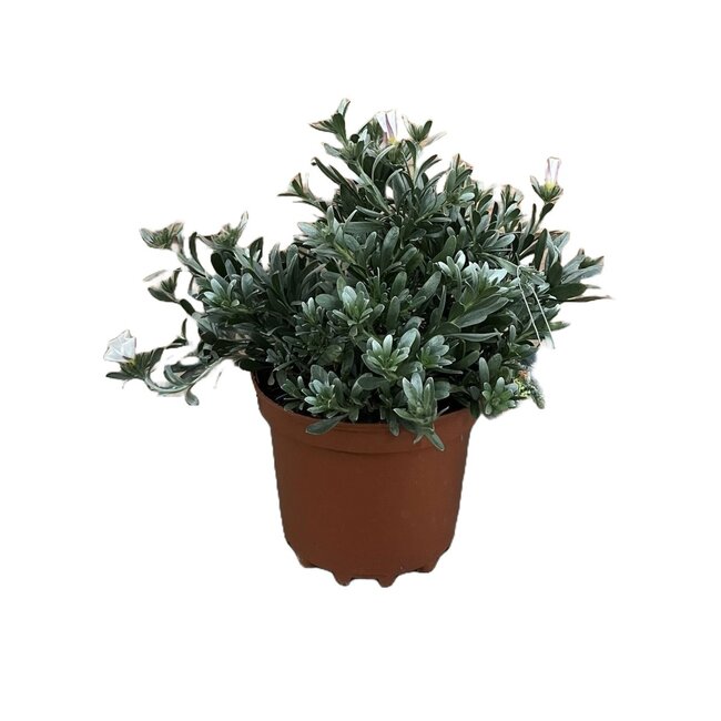 Convolvulus cneorum