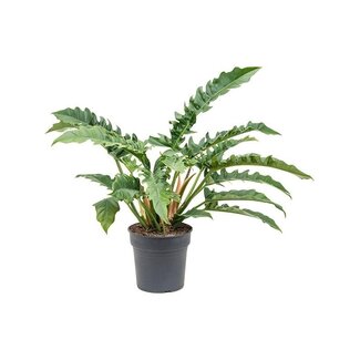 Philodendron 'Narrow'