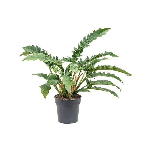 Philodendron 'Narrow'