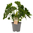 Decorum Philodendron Shangri La