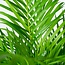 Areca palm - Ø24cm - ↕130cm