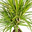 Dracaena Marginata - Ø17cm - ↕90cm