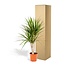 Dracaena Marginata - Ø17cm - ↕90cm