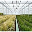 Dracaena Marginata - Ø17cm - ↕90cm
