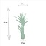 Yucca - Ø17cm - ↕90cm