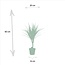 Dracaena Marginata - Ø14cm - ↕60cm
