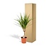 Dracaena Marginata - Ø14cm - ↕60cm
