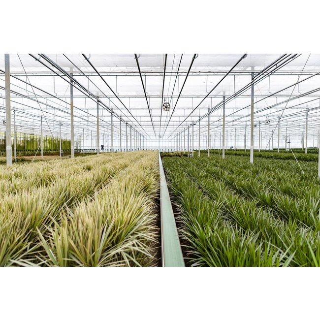 Dracaena Marginata - Ø21cm - ↕120cm