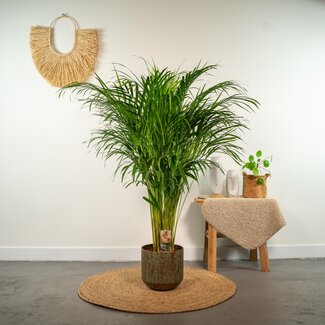 Areca palm kopen- Ø21cm - ↕110cm