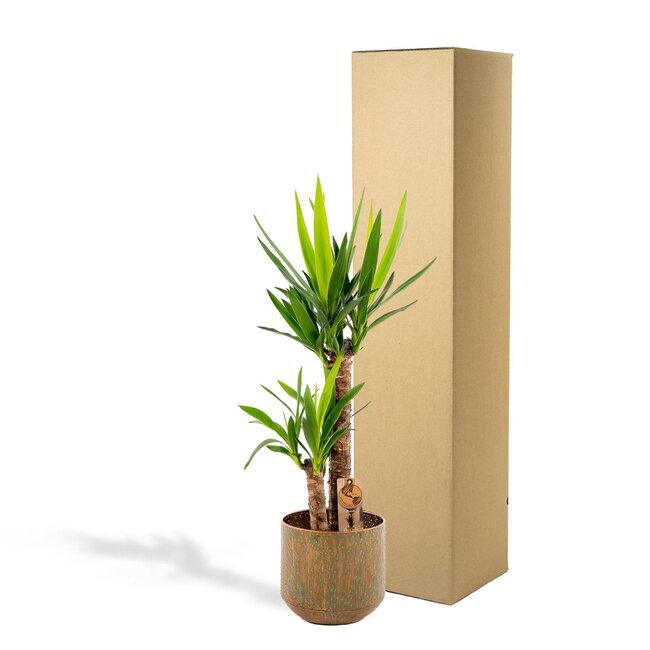 Yucca met pot - ↨100cm - Ø21cm