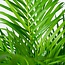 Areca palm met pot - ↨130cm - Ø24cm