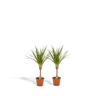 2x Dracaena - ↨60cm - Ø14cm