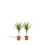 2x Dracaena - ↨60cm - Ø14cm