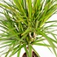 2x Dracaena - ↨90cm - Ø17cm