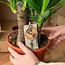 Areca - ↨130cm - Ø24cm + Yucca - ↨100cm - Ø21cm